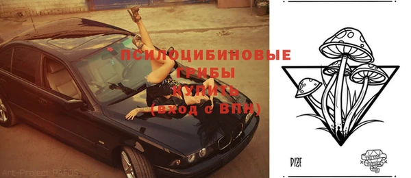 прущие грибы Абдулино